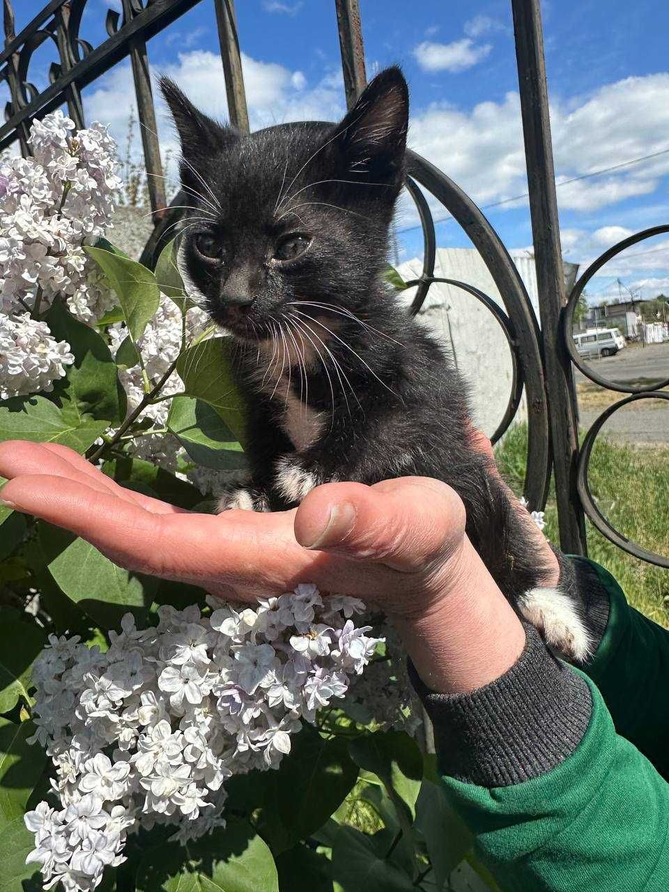 Кошеня, 1,5 місяців. Хлопчик. В надійні та люблячі ручки.