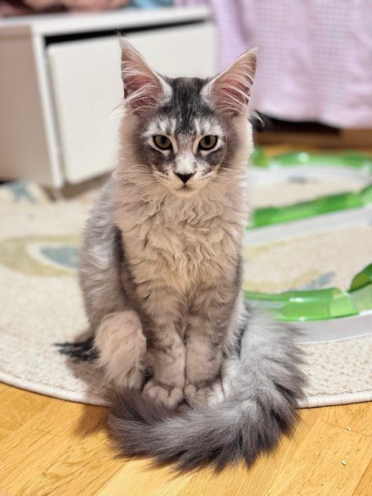 Duży kocurek  -  Maine Coon czarny srebrny - 4 miesięczny