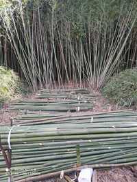 Canas de bambu da India