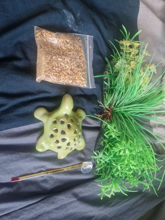 Akwarium z wyposażeniem dla żółwia