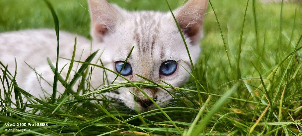 Kotka  bengalska Milena