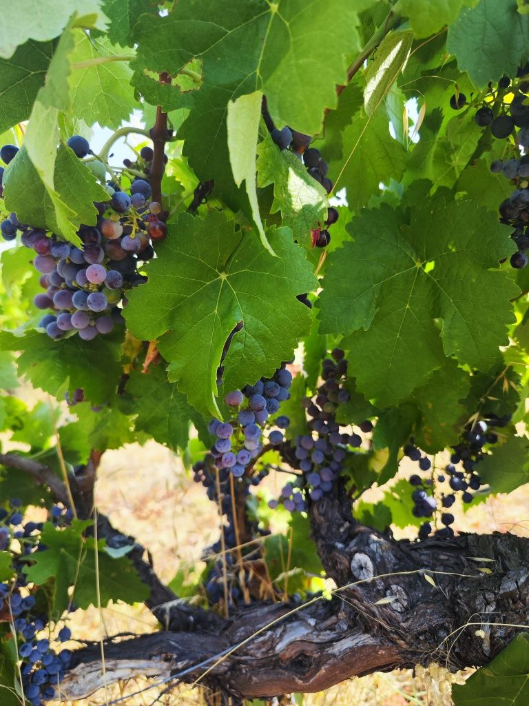 Uva para vinho - Beira Interior