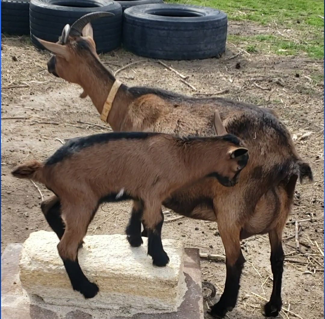 Альпийский козлик