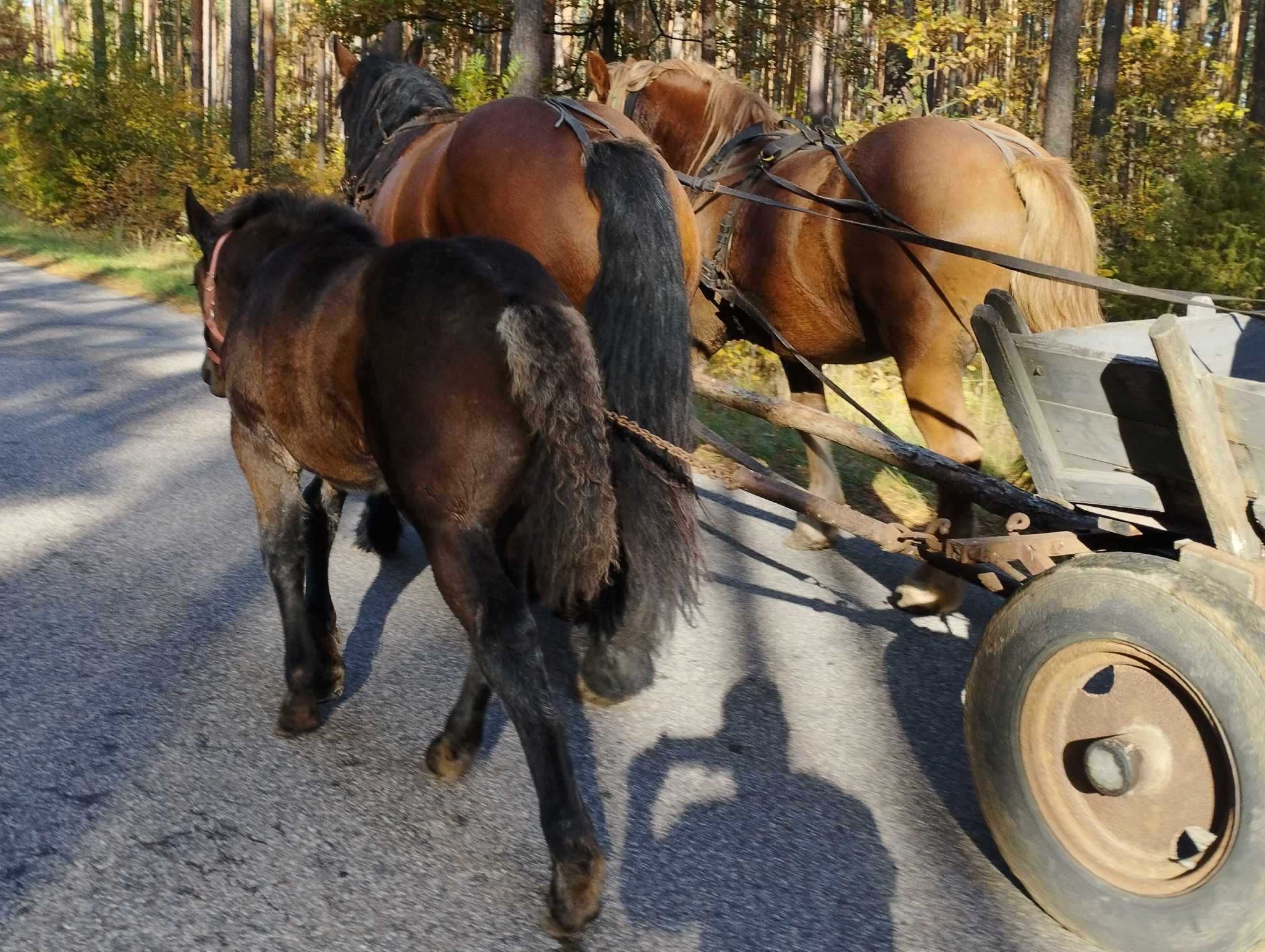 ŹREBNA ZAKŁADANA klacz zimnokrwista