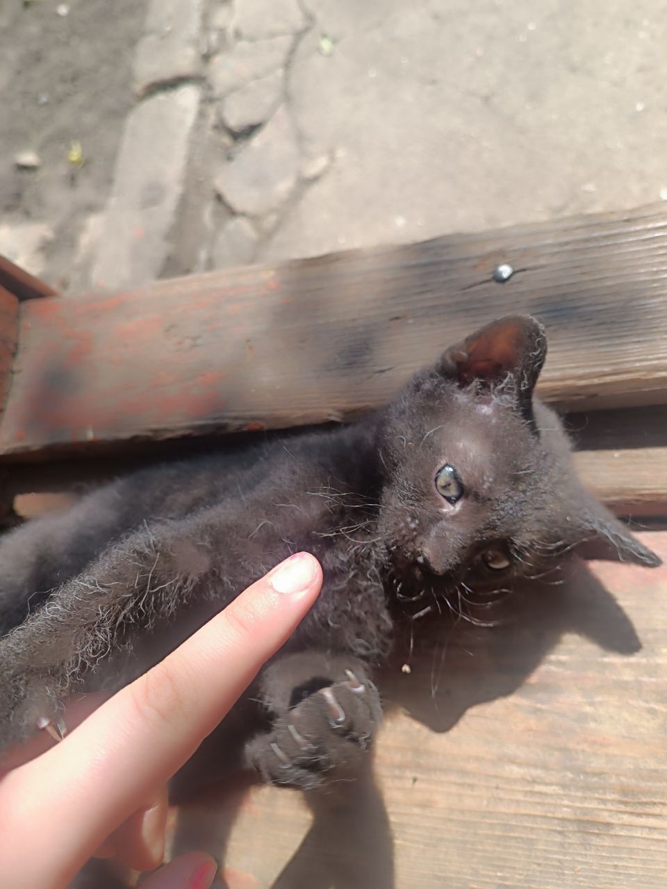 Отдаю в добрые руки троих чёрных породистых котят