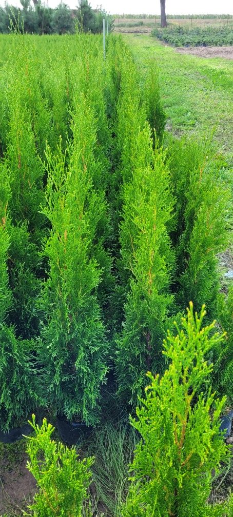 Tuja Smaragd 120 cm tuje 140 szmaragd  thuje laurowiśnia żary