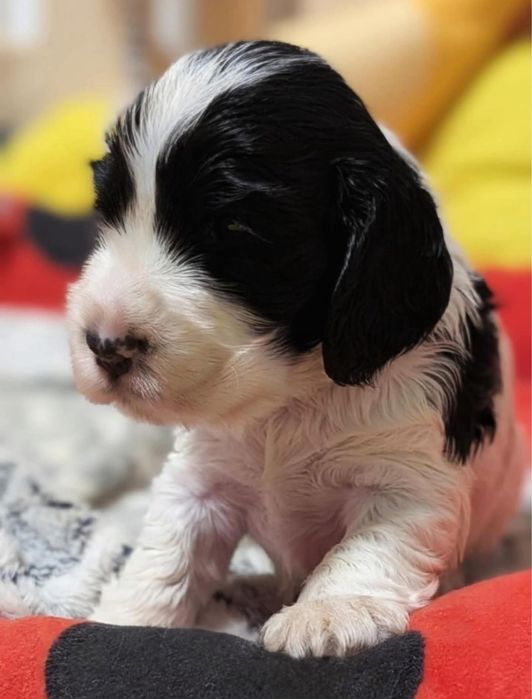 Cocker spaniel angielski ZKwP/FCI