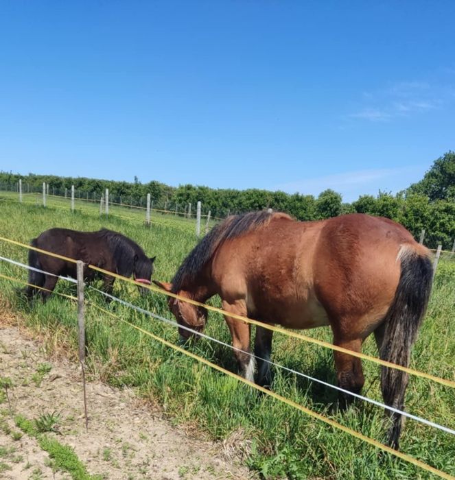 Zimnokrwista źrebica 1.5 roczna sprzedam