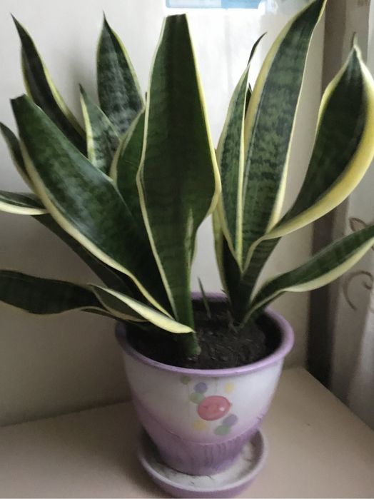 Сансевієрія молодий кущ