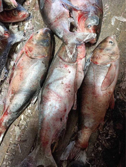 Продаю мороженого Товстолоба