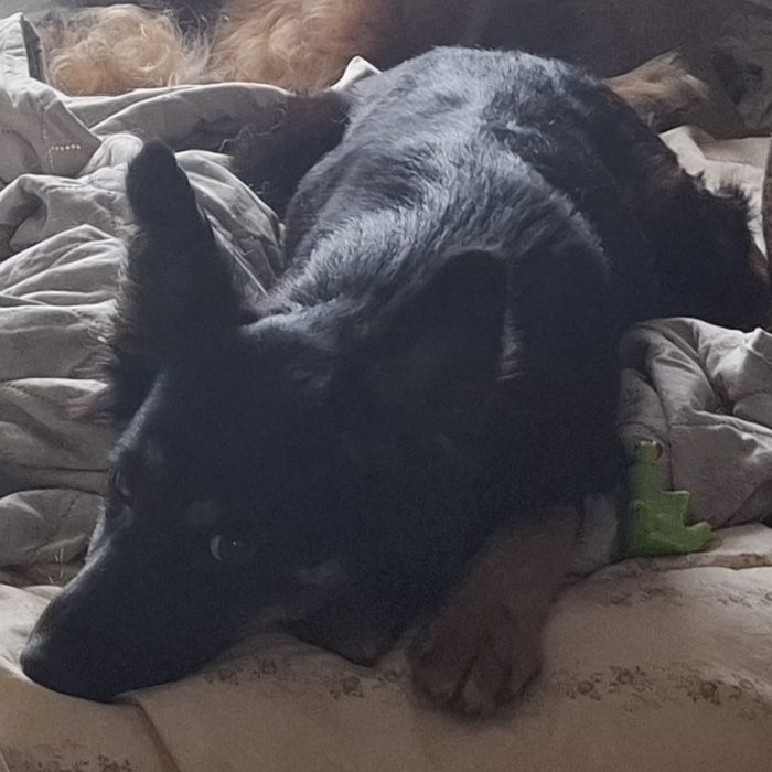 Oddam za darmo suczkę