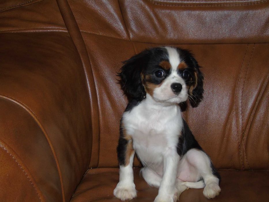 Cavalier king charles spaniel dziewczynka