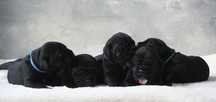 CANE CORSO Italiano / ZkwP FCI