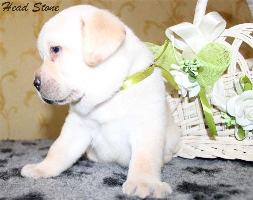 Лабрадор ретривер. Питомник