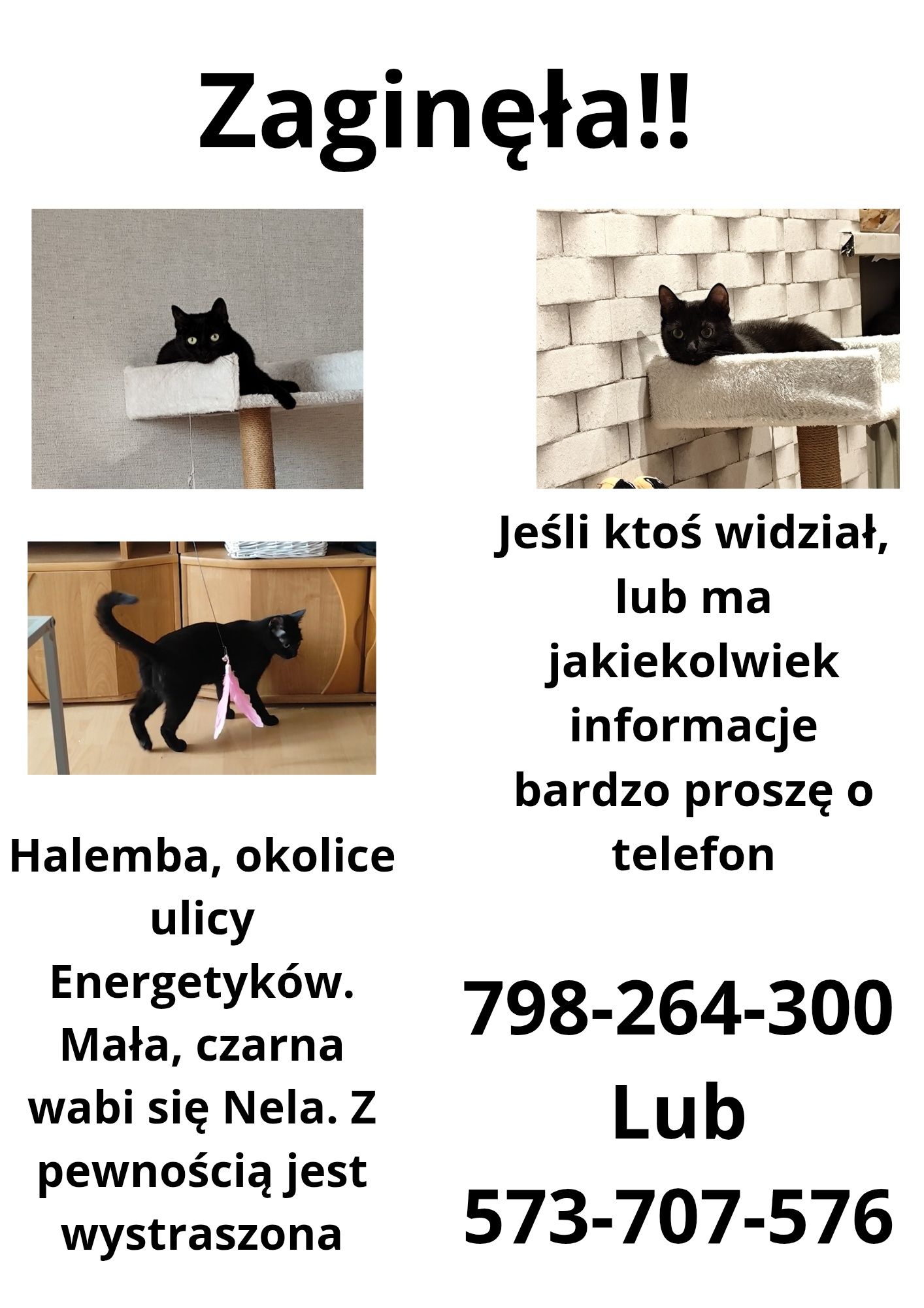 Zaginęła kotka Nela
