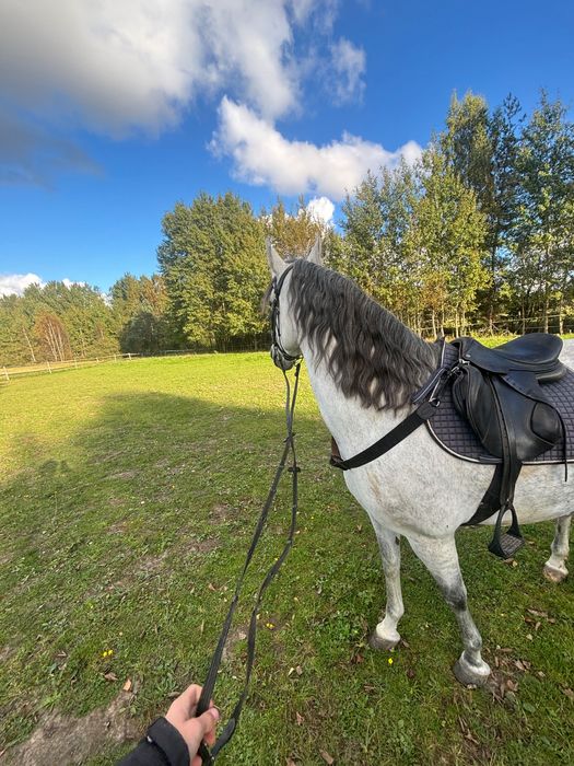 Sprzedam piękną siwą klacz