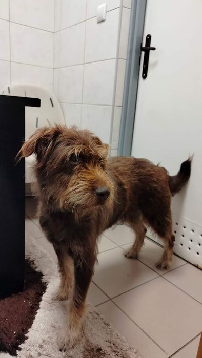 Znaleziono pieska CHOJNICE