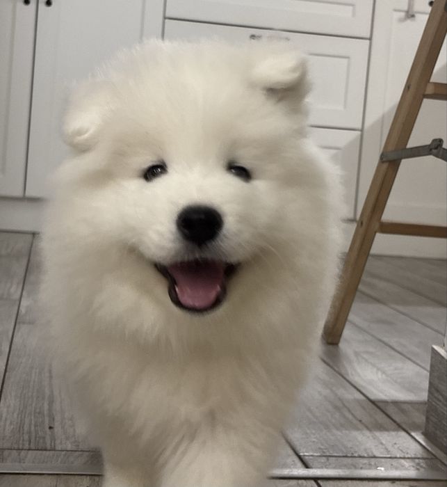 Samoyed Samojed FCI / ZKwP szczeniak do odbioru po 10 grudnia