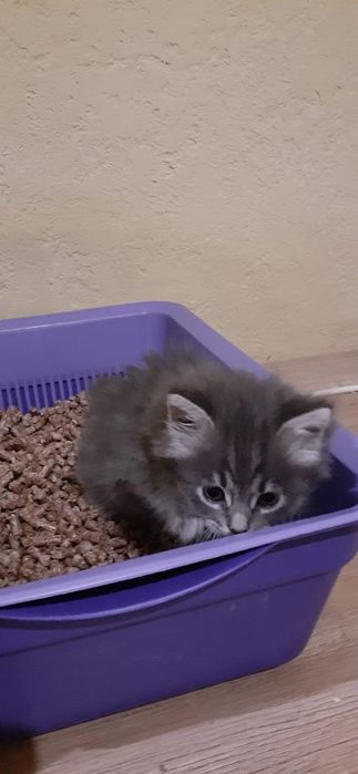 Віддам кошенят у добрі руки.