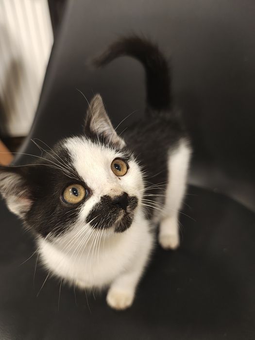 oddam  małego kotka