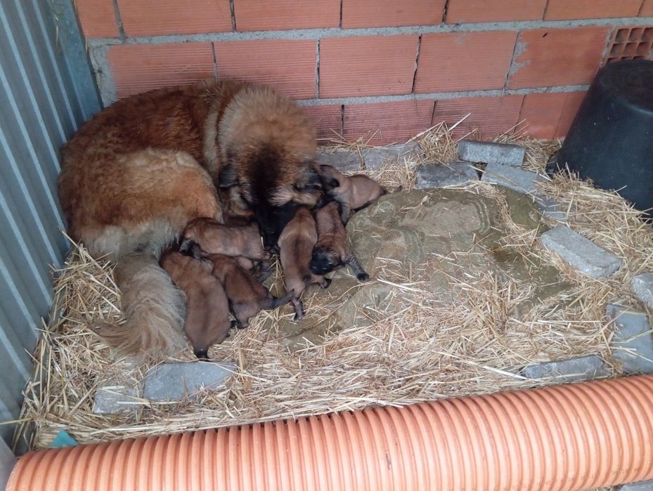 Cachorrinhos Serra da Estrela.
