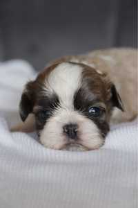 Śliczny piesek shih tzu! BLUE and WHITE!