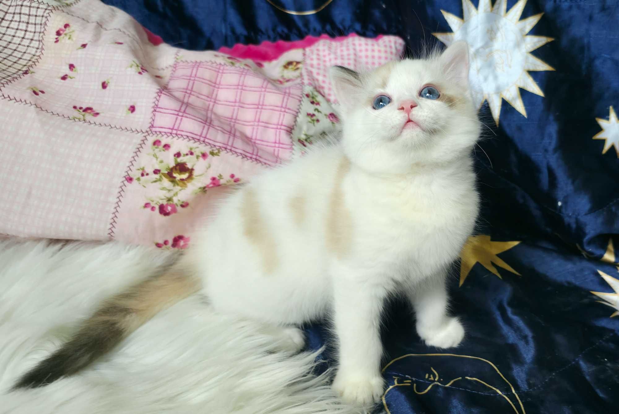 Piękna kotka Ragdoll seal bicolor szylkretowa