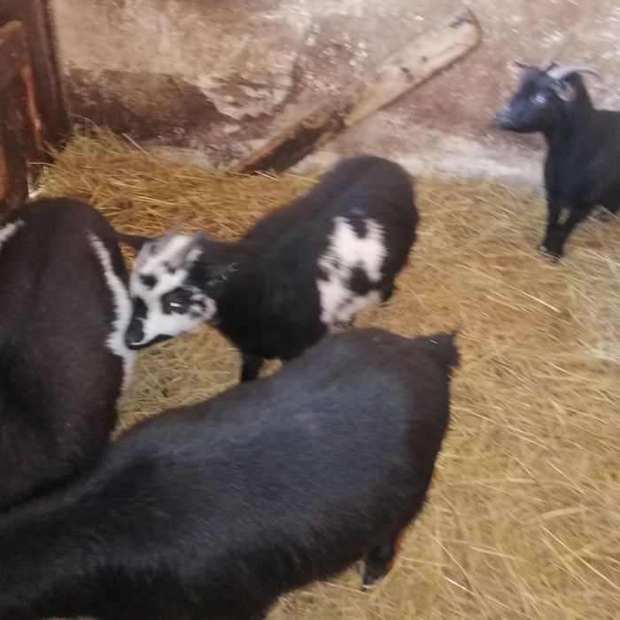 Sprzedam kózki miniaturowe do zabawy z dziećmi ,  wypasania trawników.