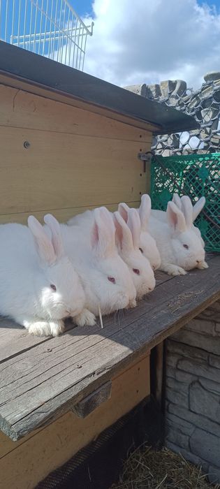 Sprzedam króliki nowozelandzkie białe