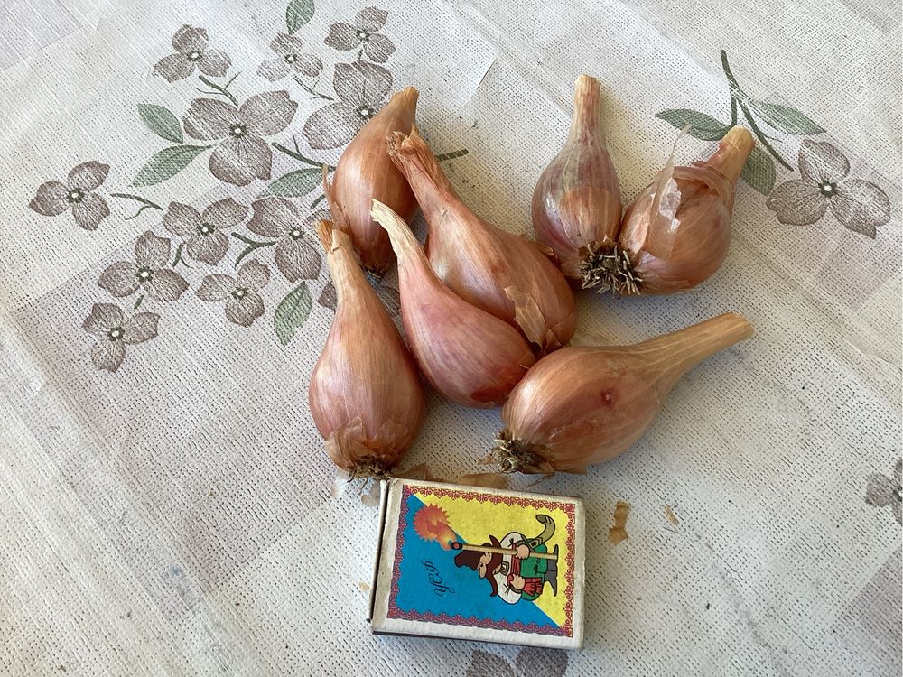 Цибуля Шалот на посадку