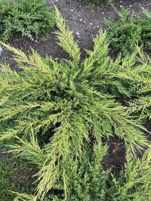 Juniperus xPfitzeriana 'Old Gold' Jałowiec Pfitzera 0,8-1m