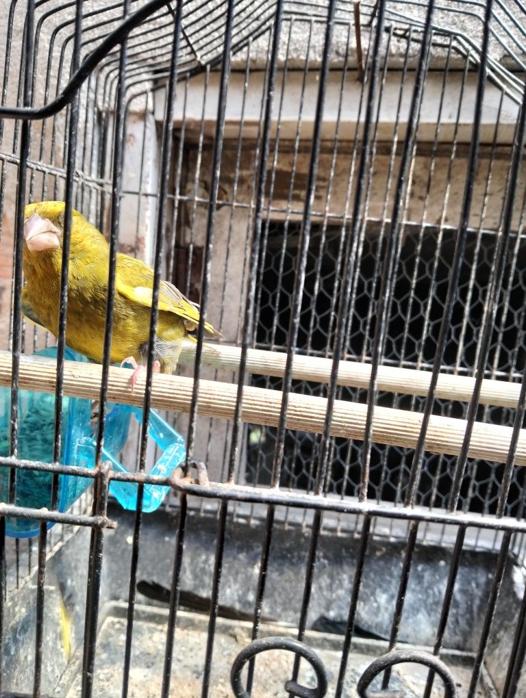 Troco por feme agapórni ou caturra ou kakari