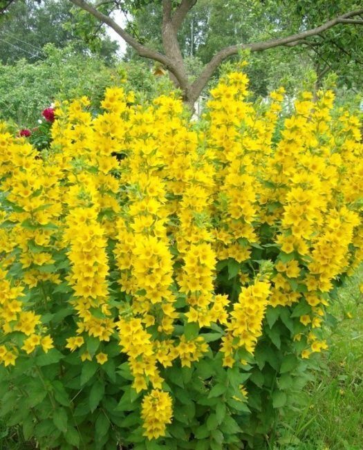 Квіти жовті -Вербейник точечний або Монєточник