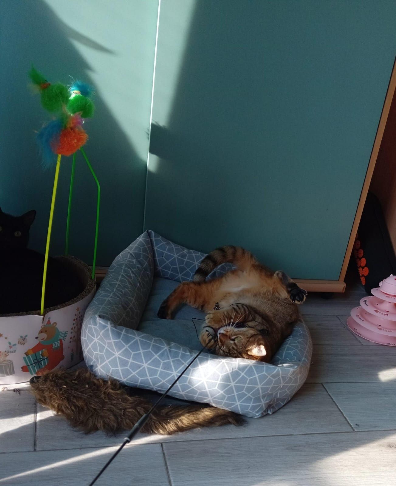 Lonia ,cudna kotka szuka swojego domku