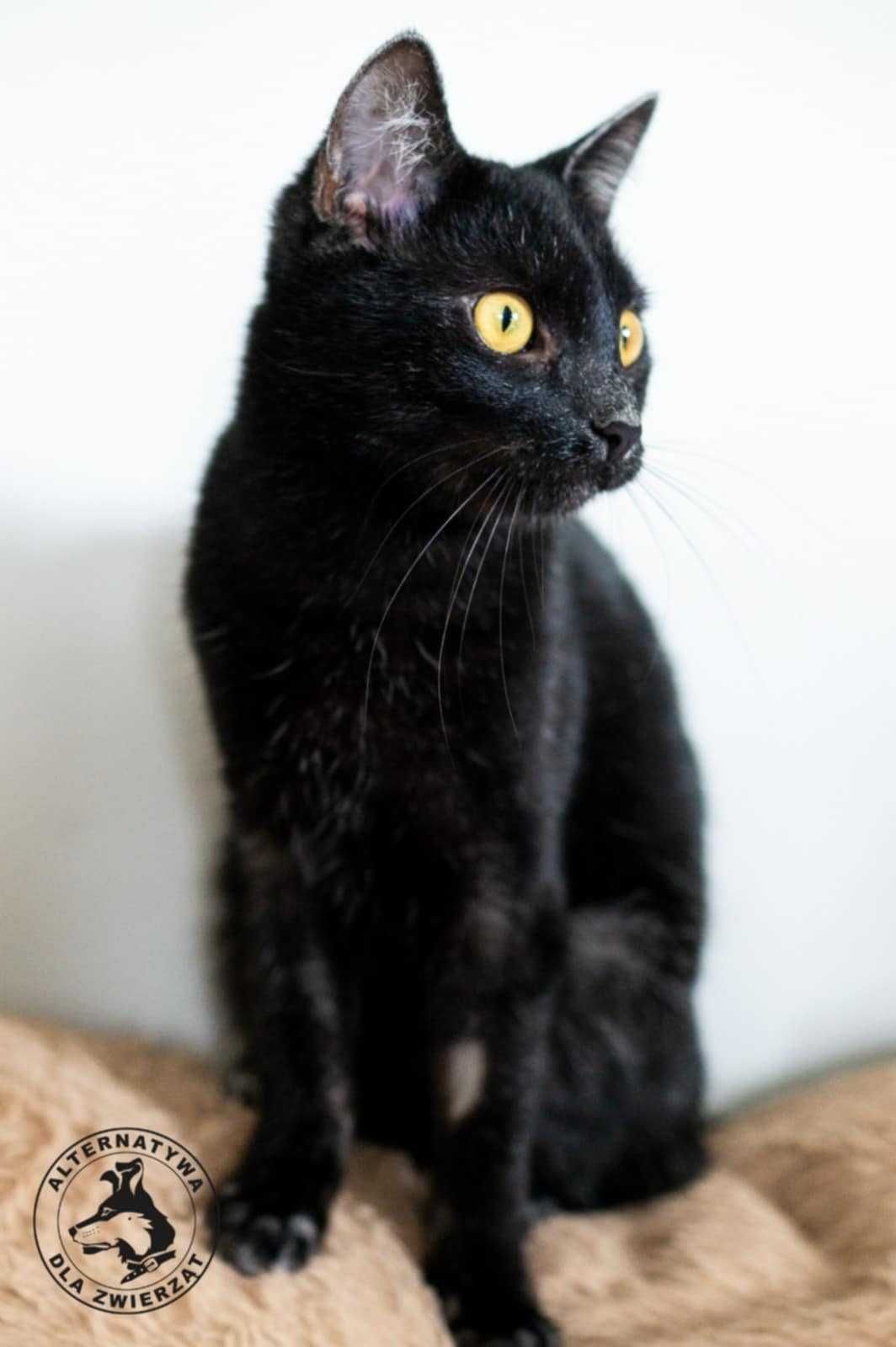 Około roczny kocurek Szafir do adopcji!