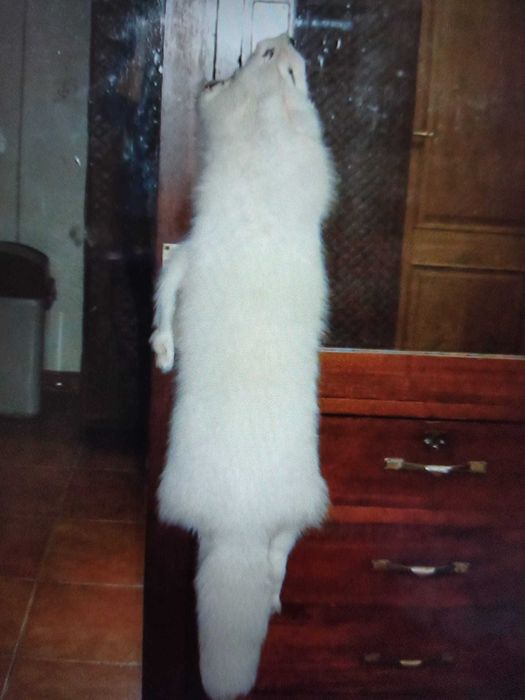 Golas em pele verdadeira