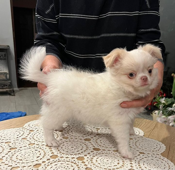 Chłopiec długowłosy FCI