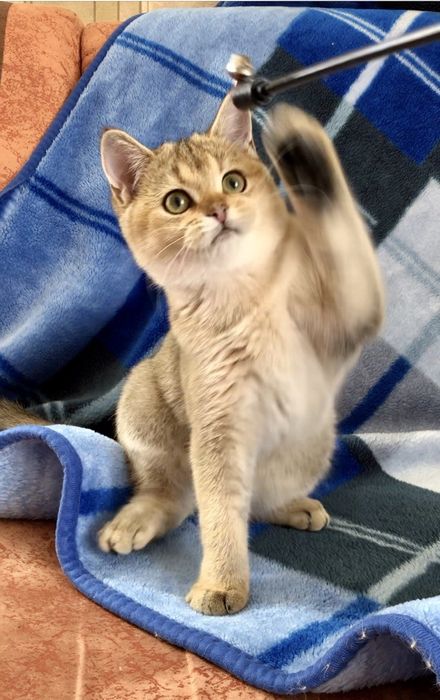 Золота неймовірна шиншилла.Дівчинка.Купити в Київі в Україні.