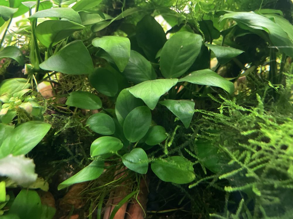 Anubias nana sadzonka