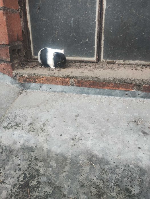 Świnki morskie do sprzedania