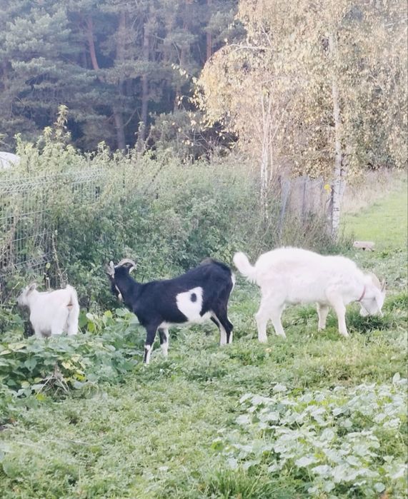 Koza,koziołek młode