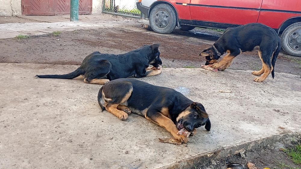 Продаються дівчата німецької вівчарки