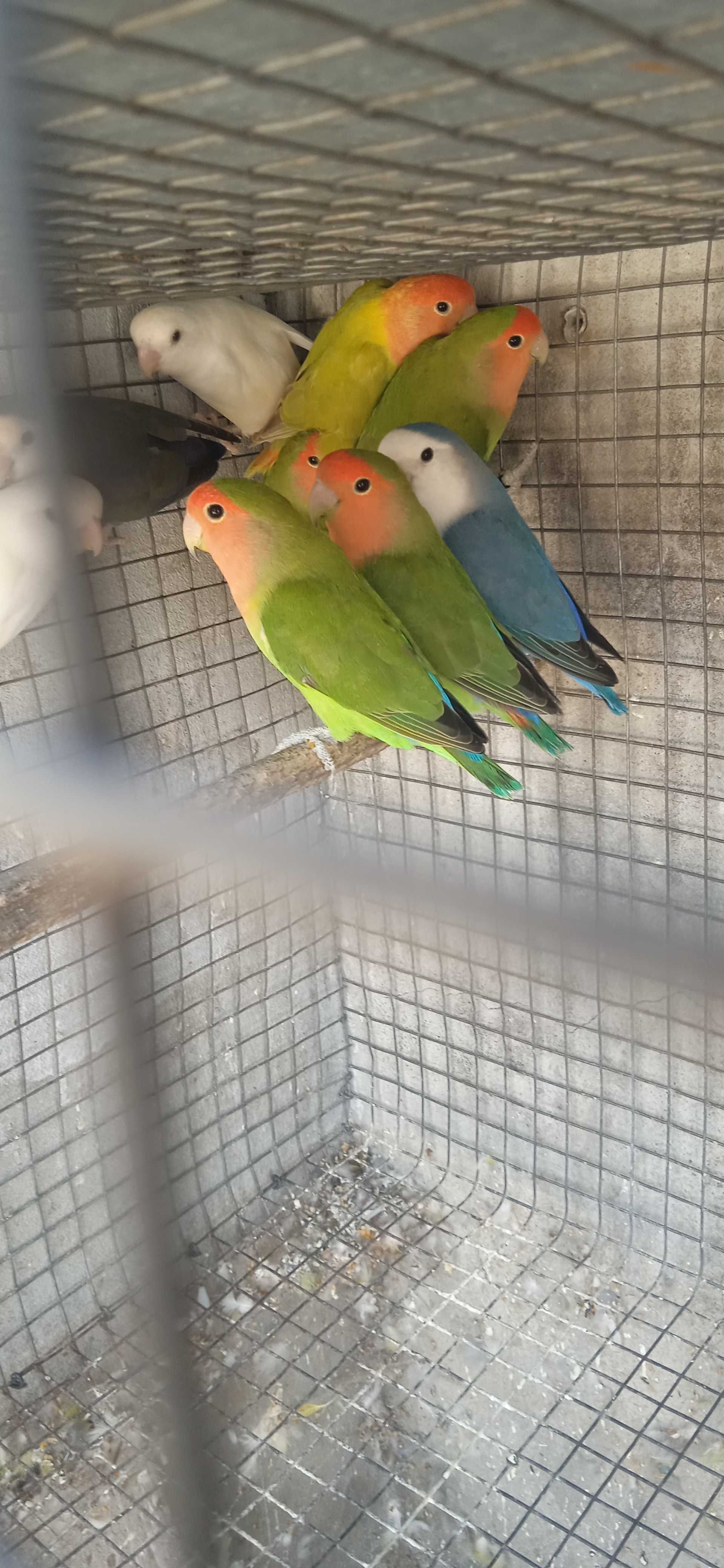 Várias aves disponíveis