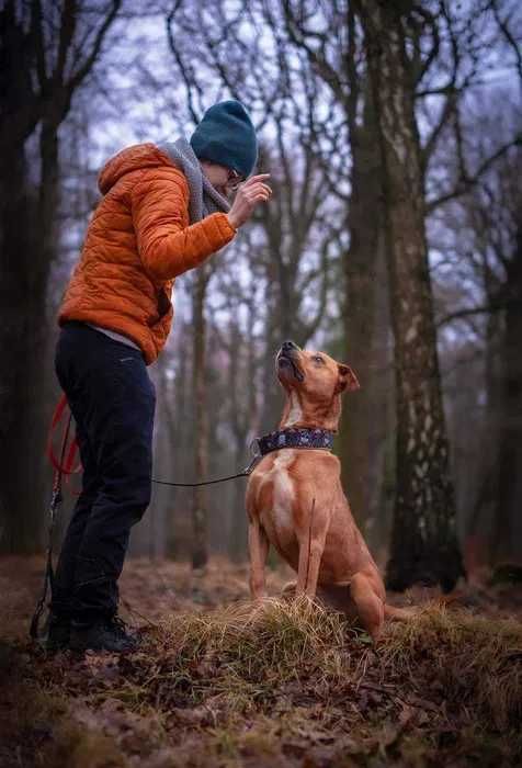 Bruce przyjazny, spokojny, czarujący pies do adopcji.