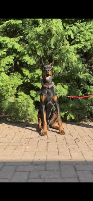 Roczny doberman do adopcji