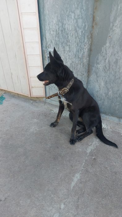 Знайдена собака. Знаходи