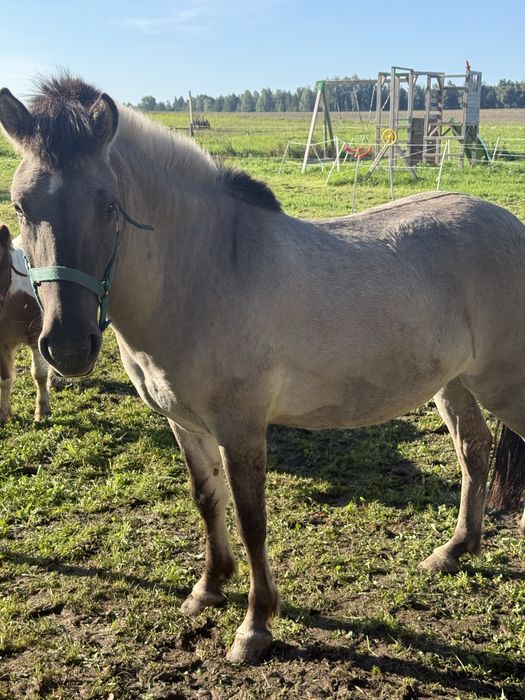Sprzedam klacz konika polskiego