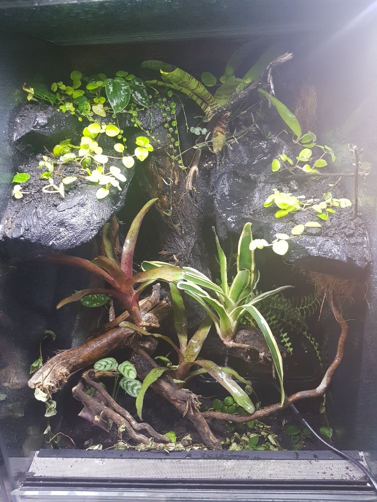 Terrarium 40x40x60 gekon