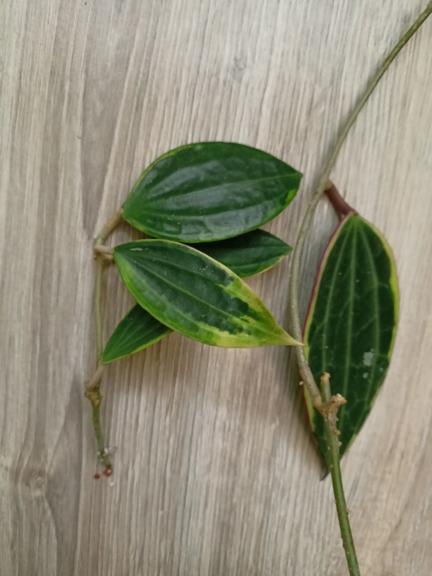 Hoya macrophylla albomarginata