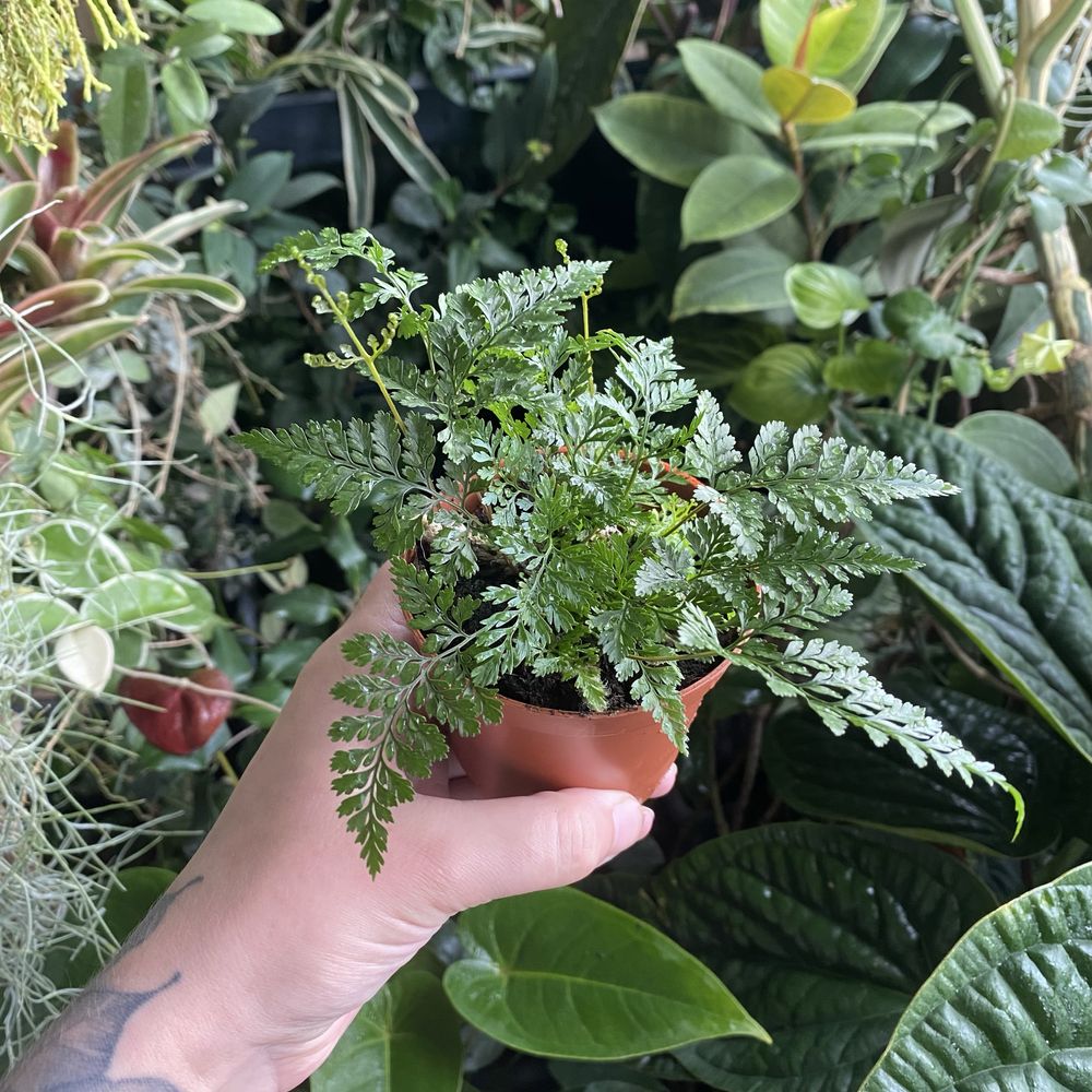 Папороть Davallia fejeensis